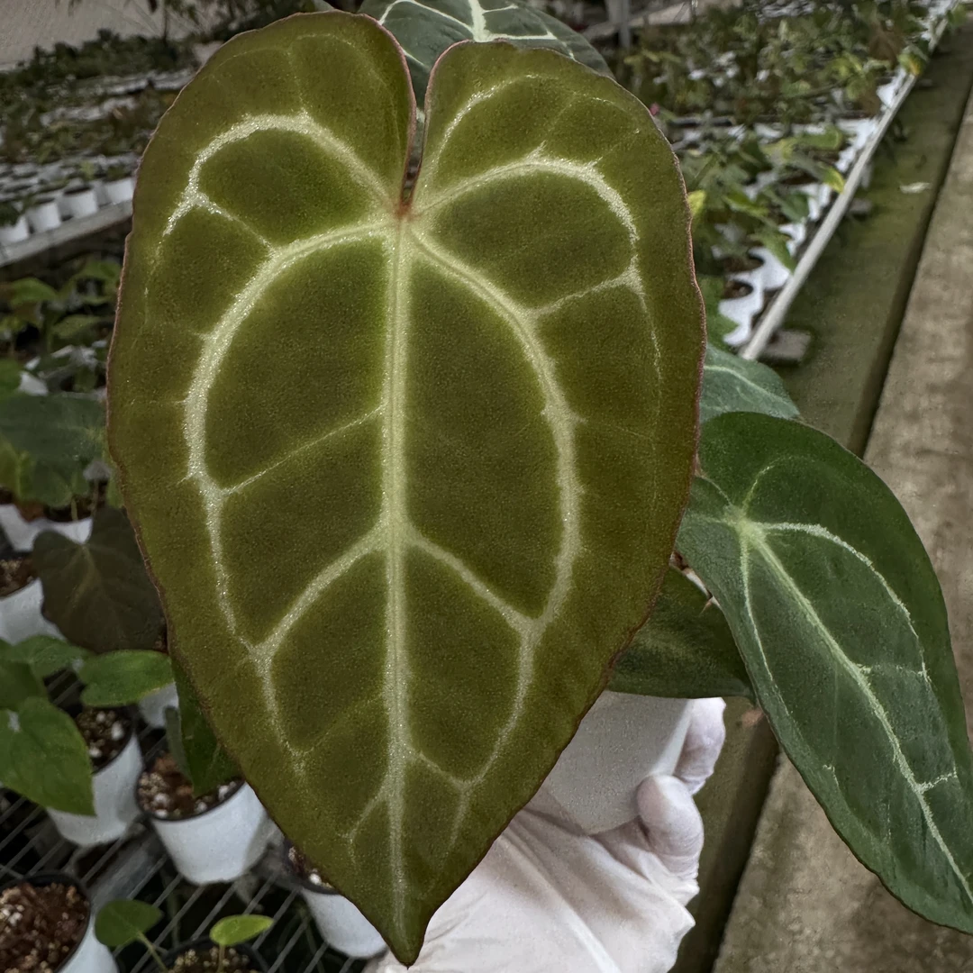 骤雨 新手必玩 花烛组合 一物一拍 室内花烛
