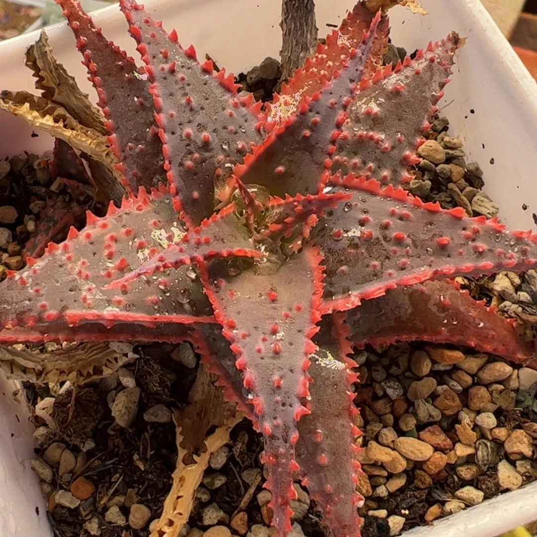 030多肉植物组合