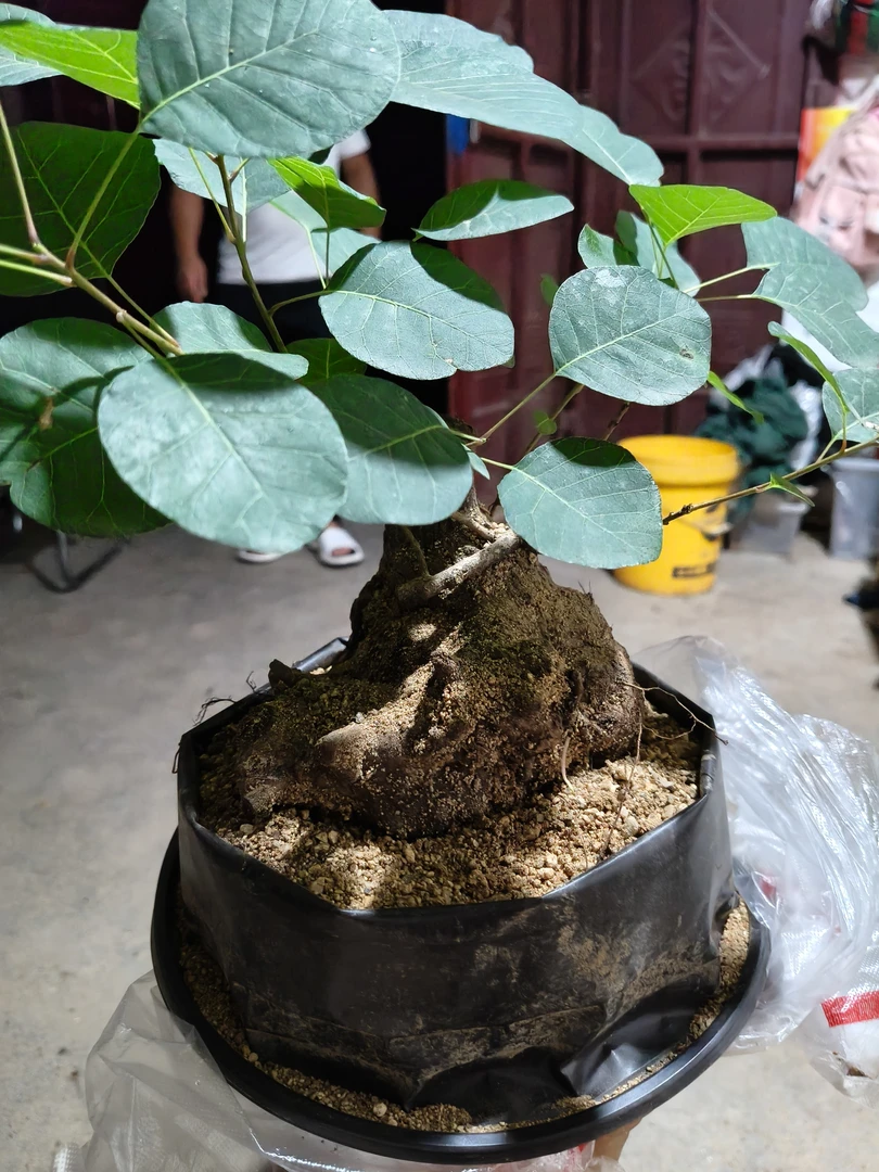 香山红叶黄栌，挖桩不易想好再拍，退货自己出运费！感谢您的支持！