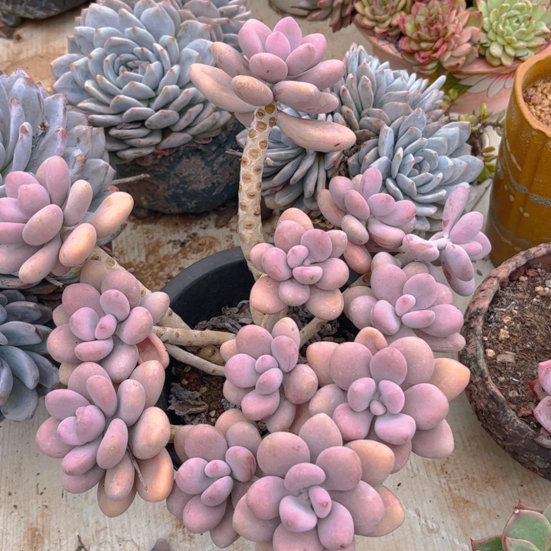 新疆西藏内蒙不发货，桃蛋