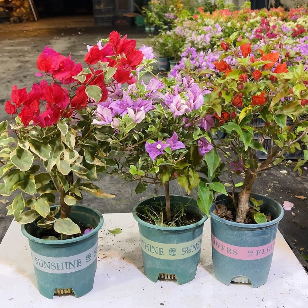 大部分花苞少量开放孟加拉红，花叶雪紫，热火桑巴