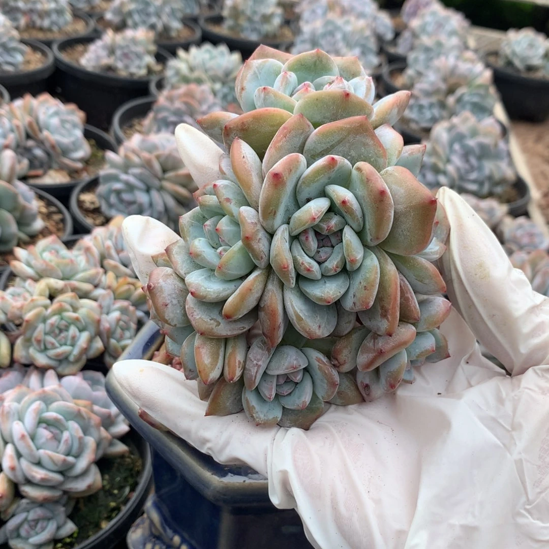 石榴籽无砍小脸群