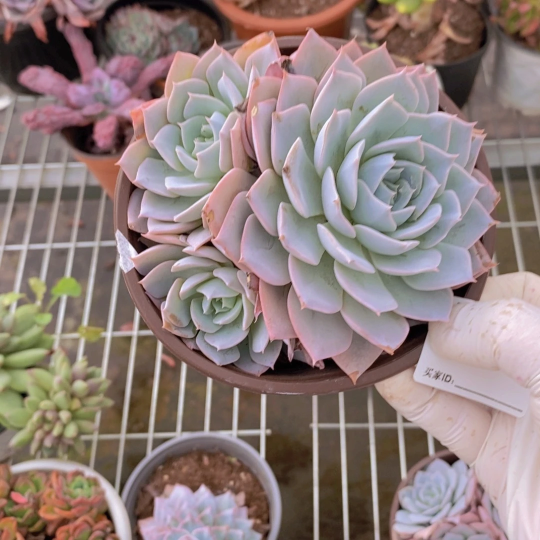 029蓝石莲一物一拍