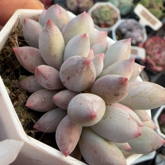 245虞美人多肉植物多