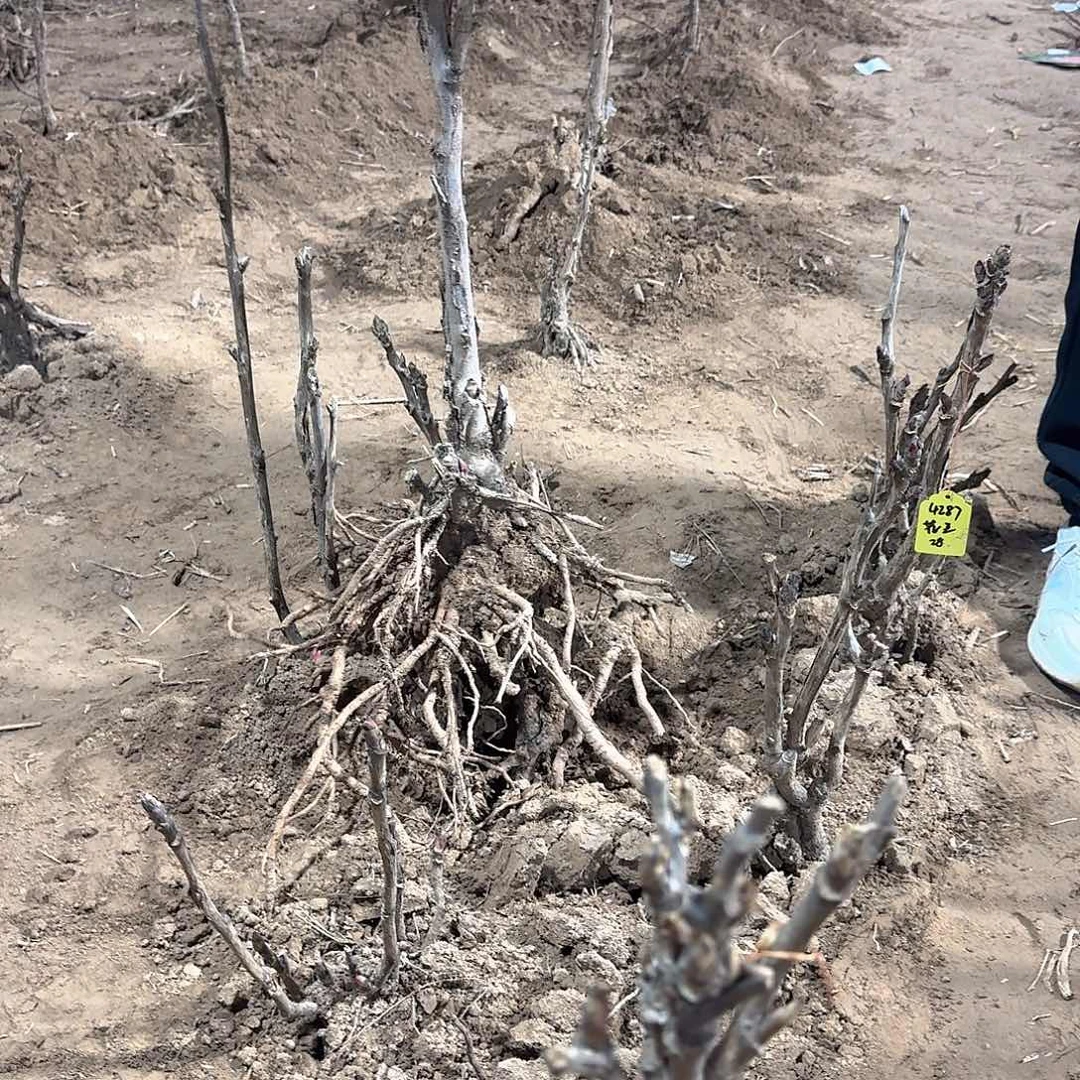 无花朵11111111111111111111111111111