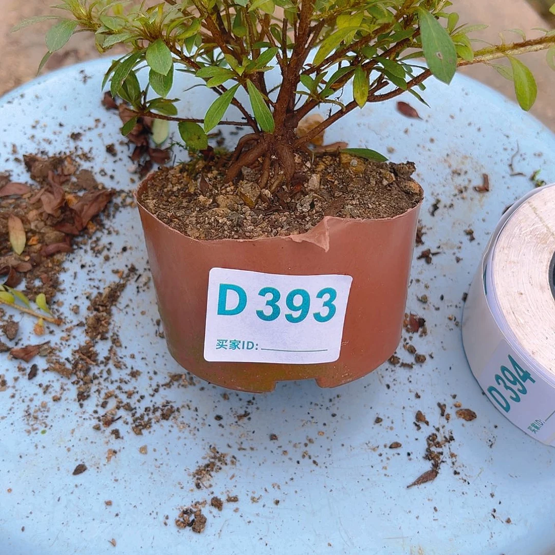 无花朵直播时间一直一直