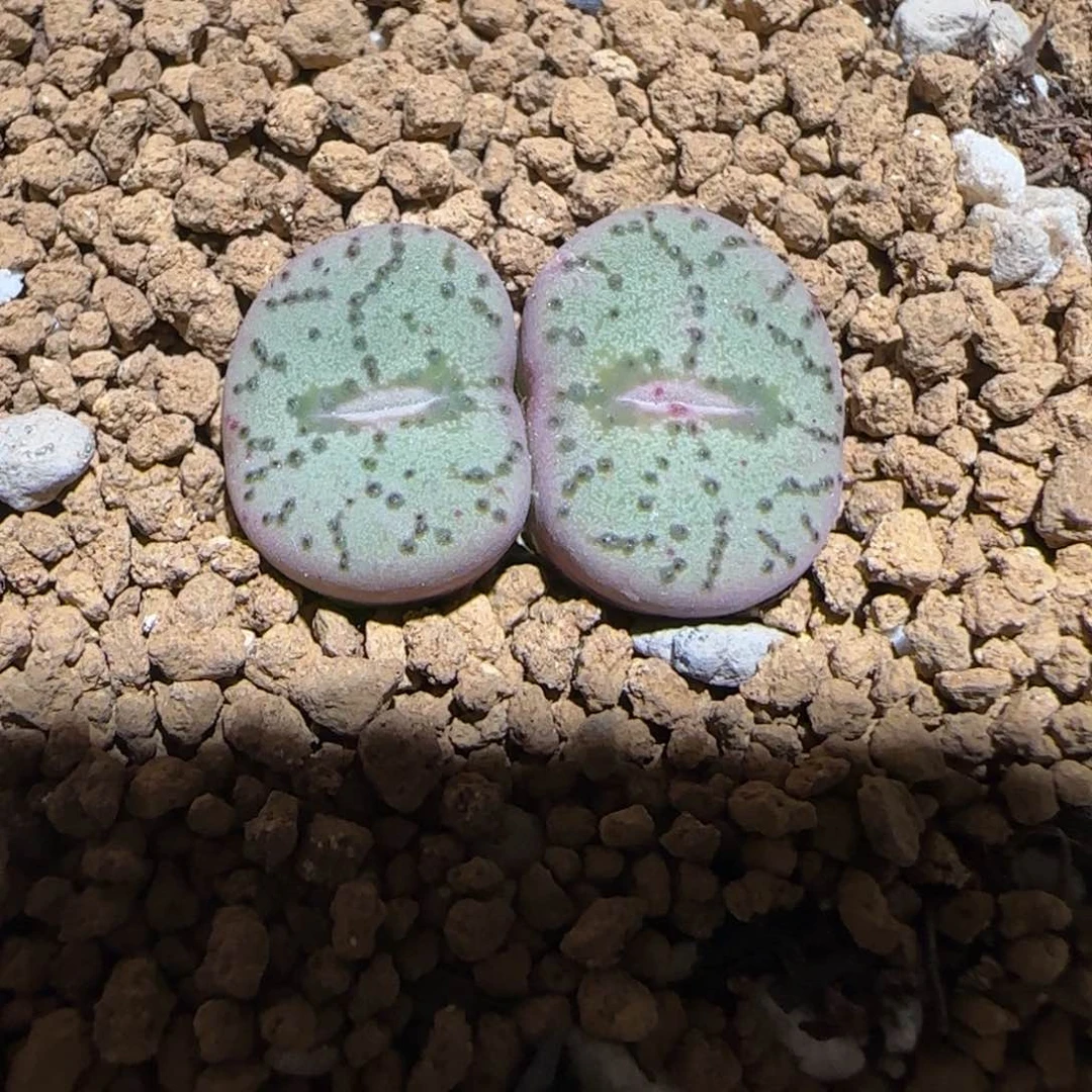 肉锥多肉植物百科-荷叶安贞1710