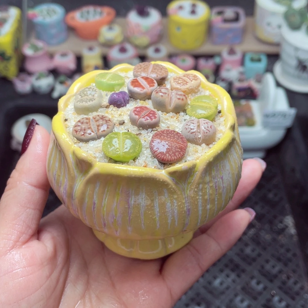 w9782 带盆土发货-零下地区拍保温箱