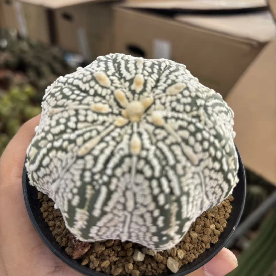 实生超兜6cm      仙人球夏型种绿植盆栽桌面阳台