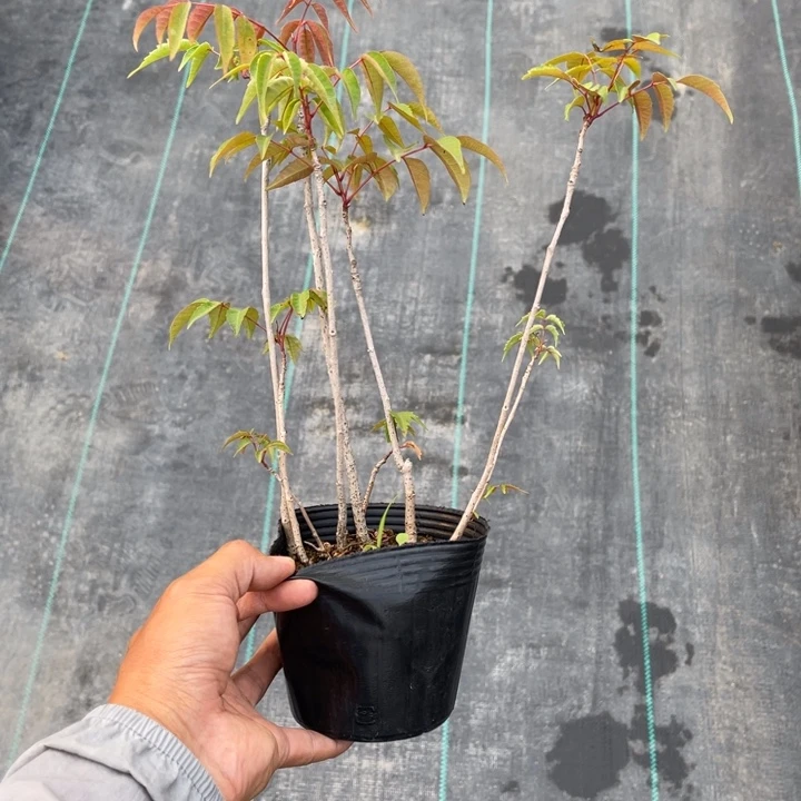 无花朵蓝*盆栽植物