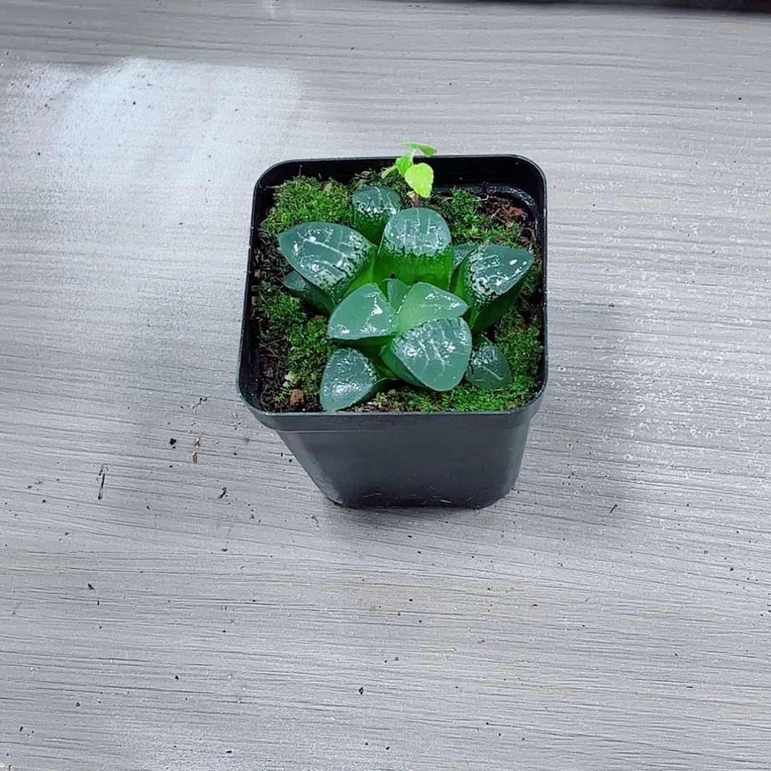 月影寿玉露一勿一拍