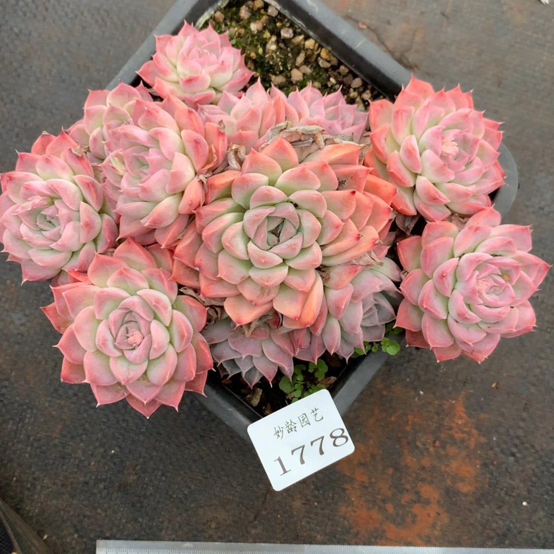 1778杂交精品基地17厘米