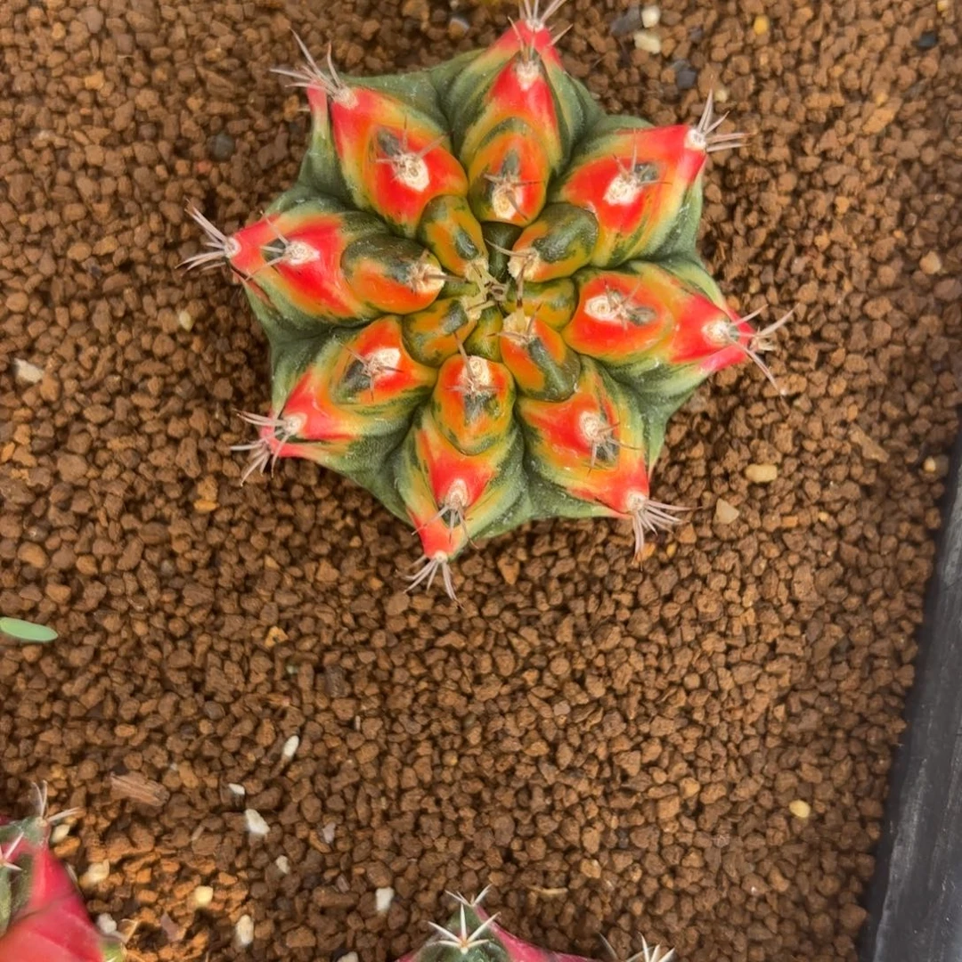 4-1227泰国发货多肉