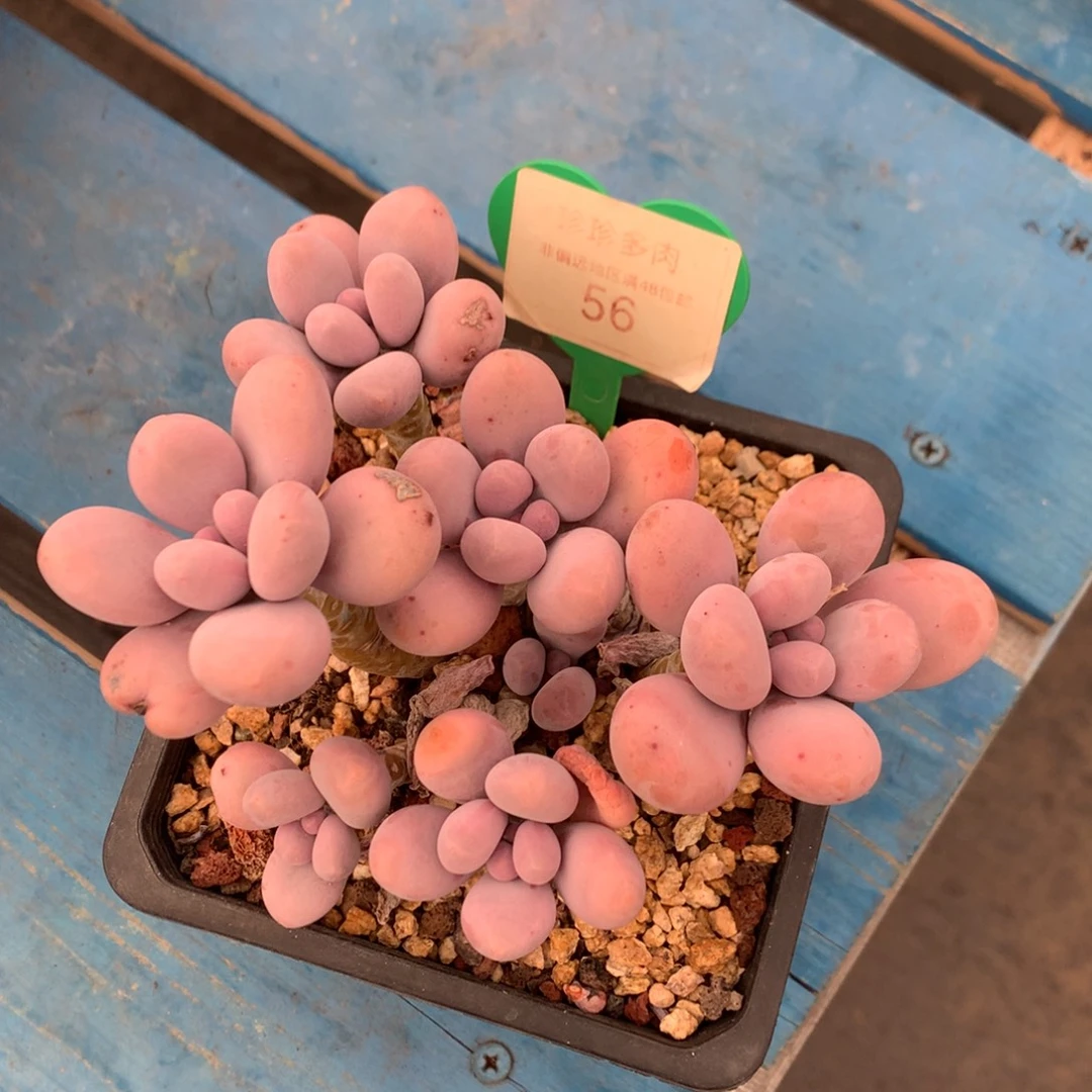 鸡蛋美人开播福利