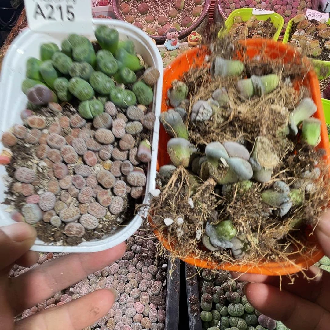 余***。一物一拍生石花A215
