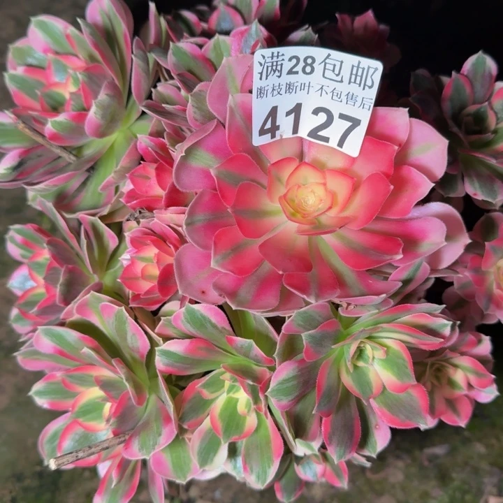 4127女郎不包段枝