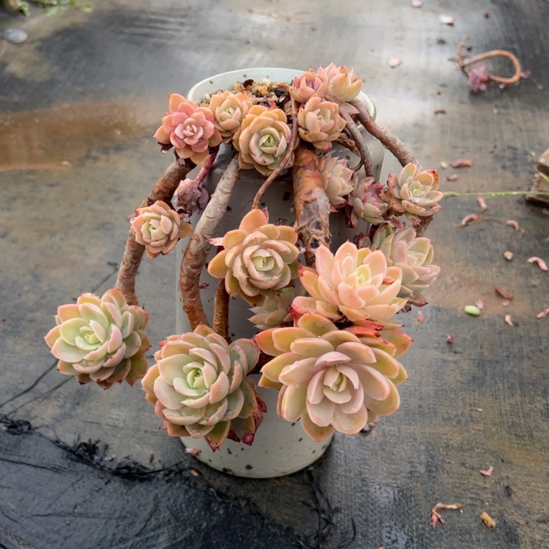 老桩丝绸面纱裸肉