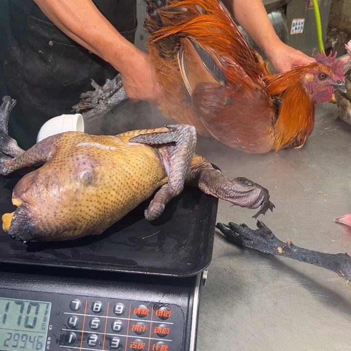 包装一号土鸡中国大陆一***鲤
