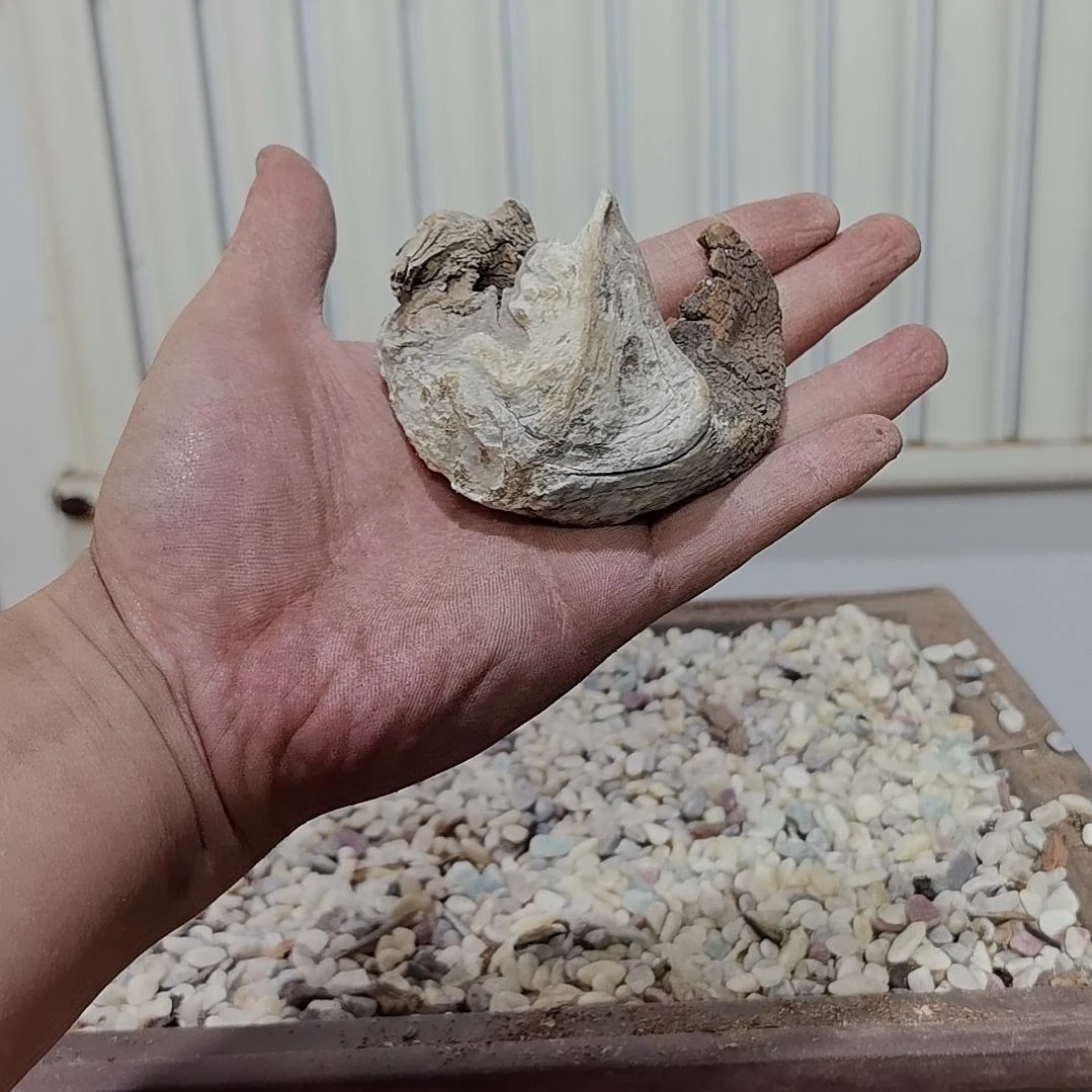 檀香紫檀（小叶紫檀）2****活