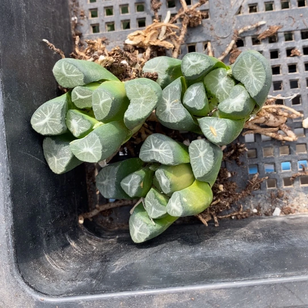 1712 一颗实生万象 超级618福利