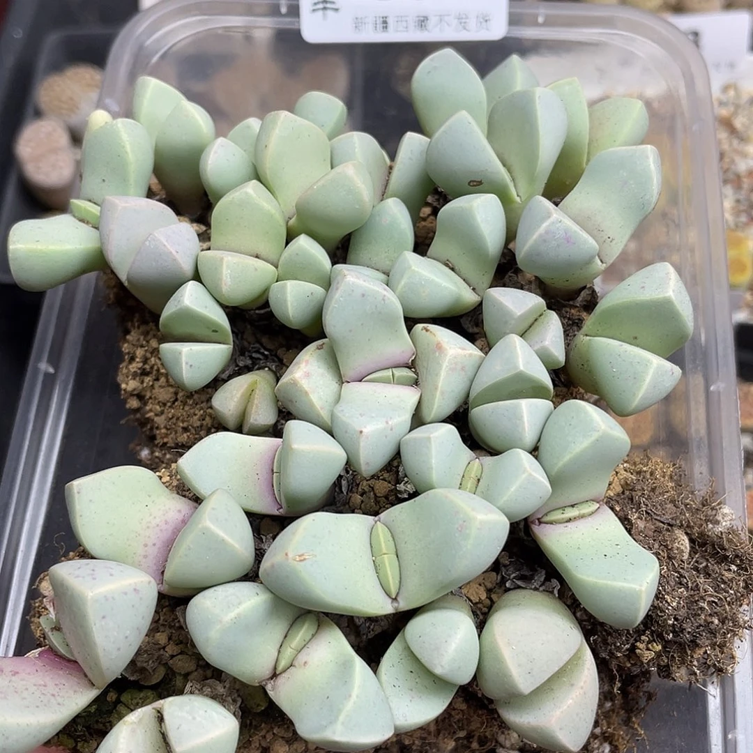 95800000花花花花花花