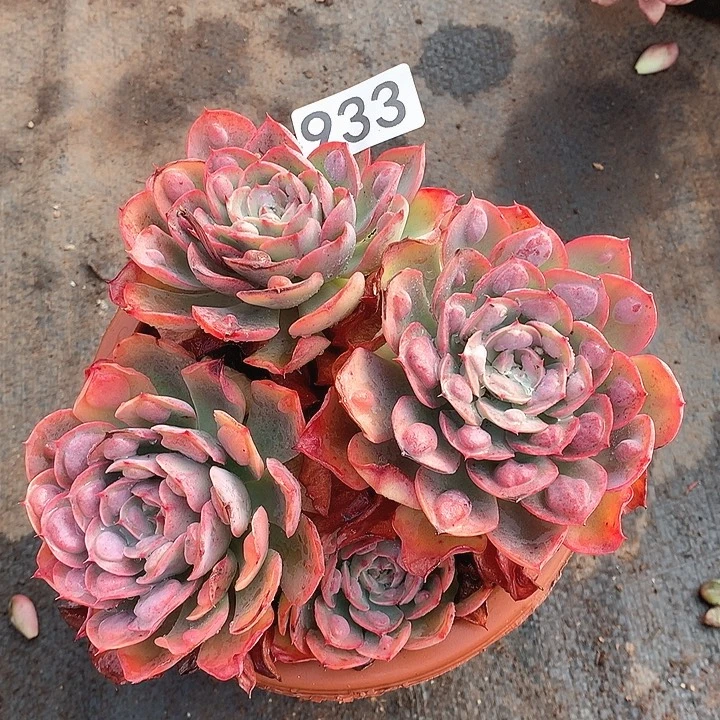 933雨滴一物一拍多肉