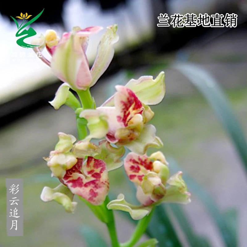翁源兰花苗四季建兰水仙瓣奇花正品彩云追月带花浓香好养绿植花卉