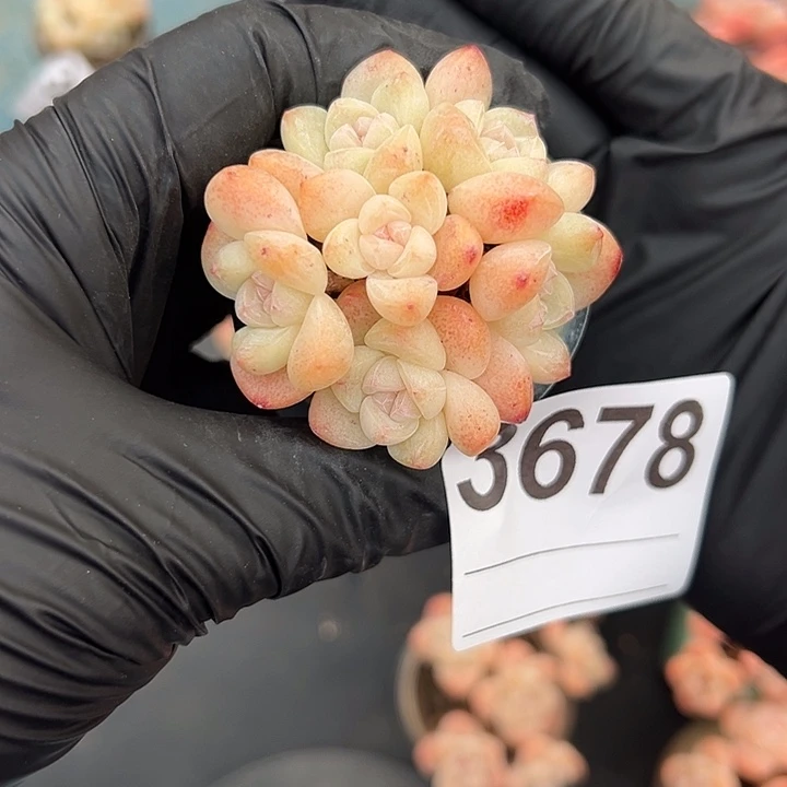 柒***拾3678，六头冰玉带盆发的6厘米