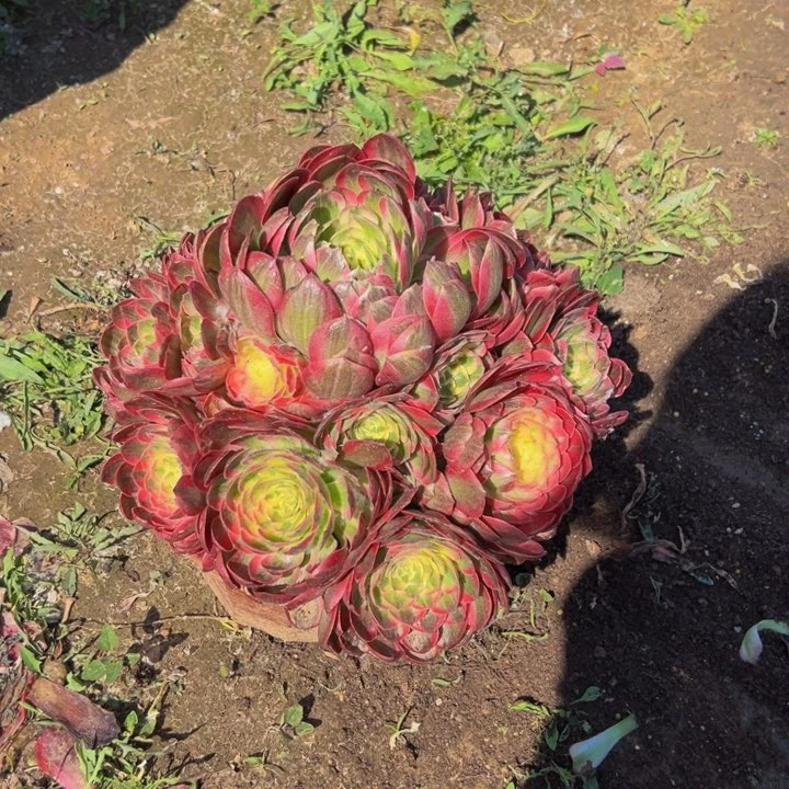 28.8粉体海王一棵