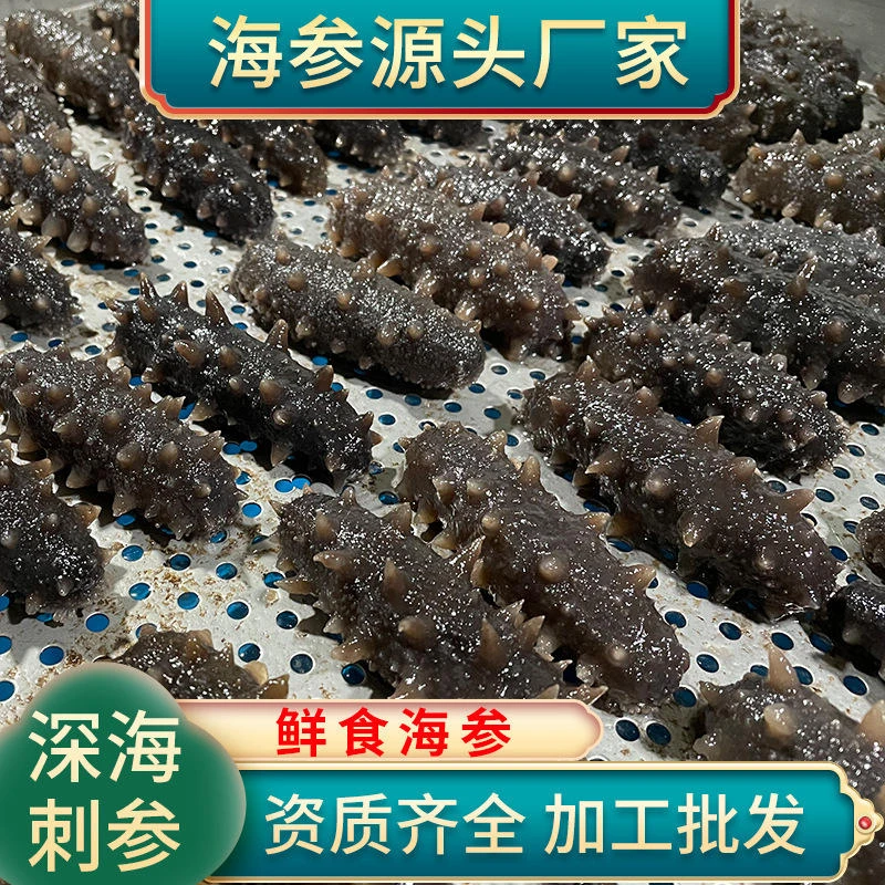 （首场直播）9A级鲜食辽刺参大参王*4-5头*大连斤