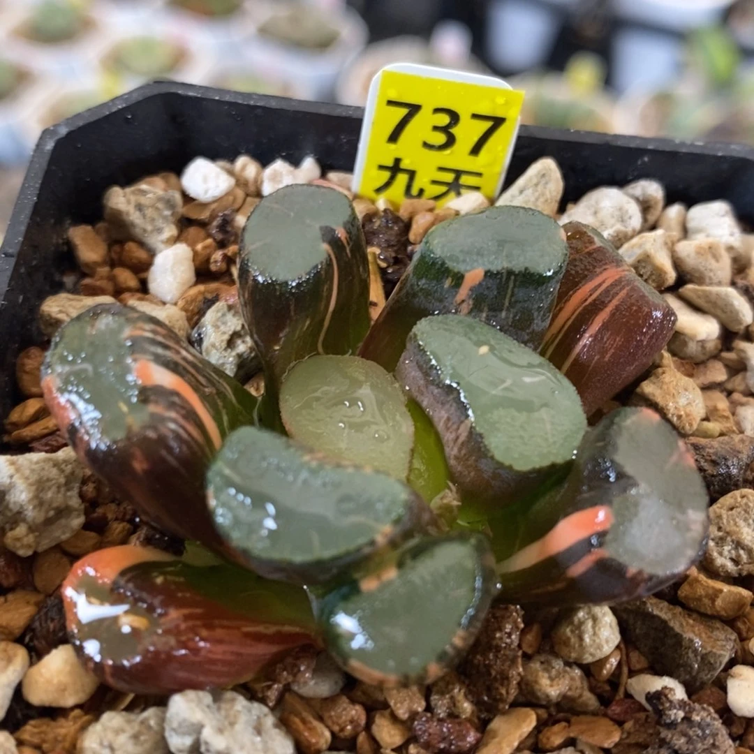 737号透镜万象锦带盆