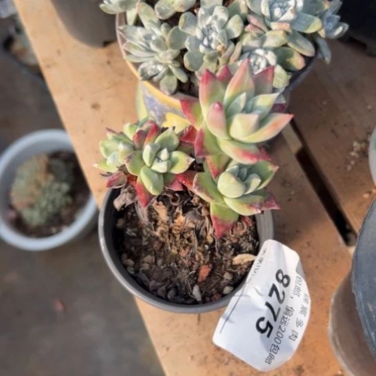 谢谢宝～一物一拍8275