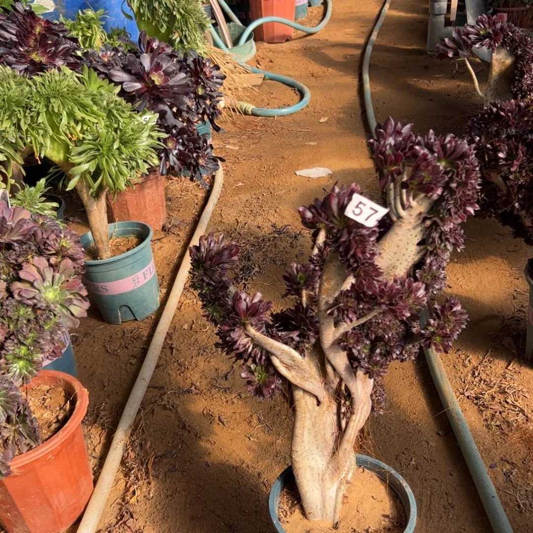 有伤黑缀574高43