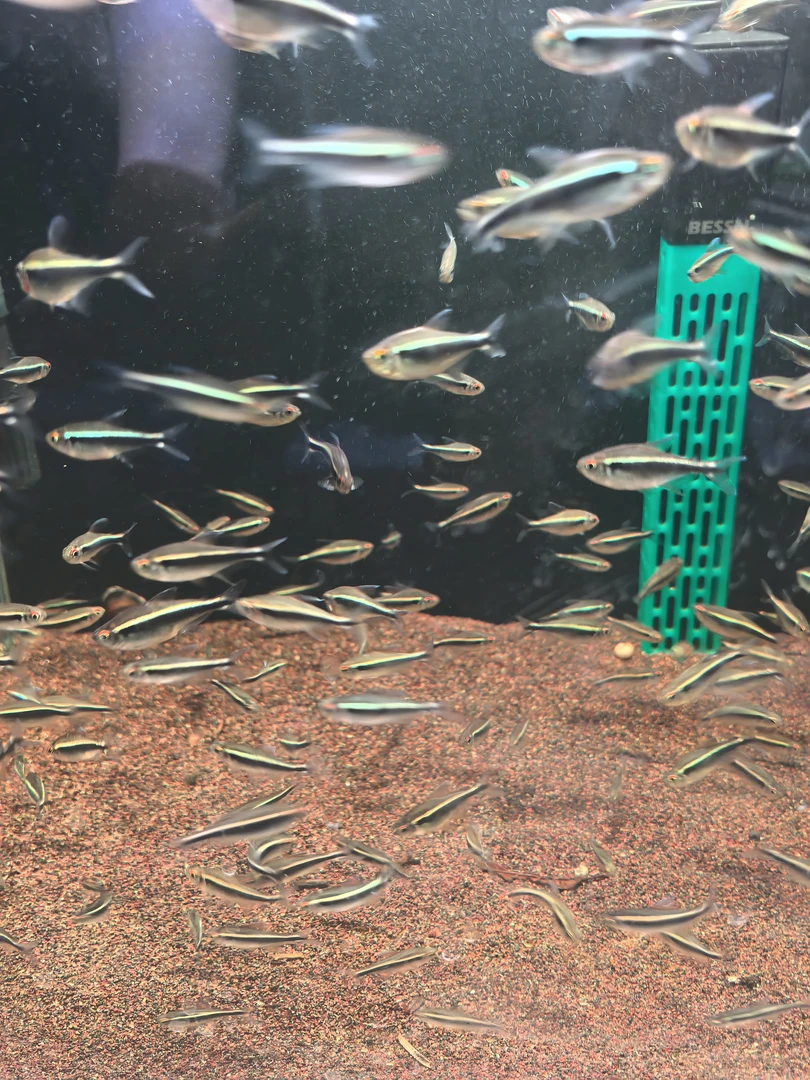 黑莲灯小型活体淡水观赏鱼