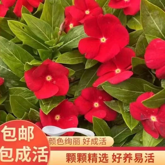 长春花盆栽天天开带花苞观花植物五叶梅庭院客厅盆栽花卉四季开花