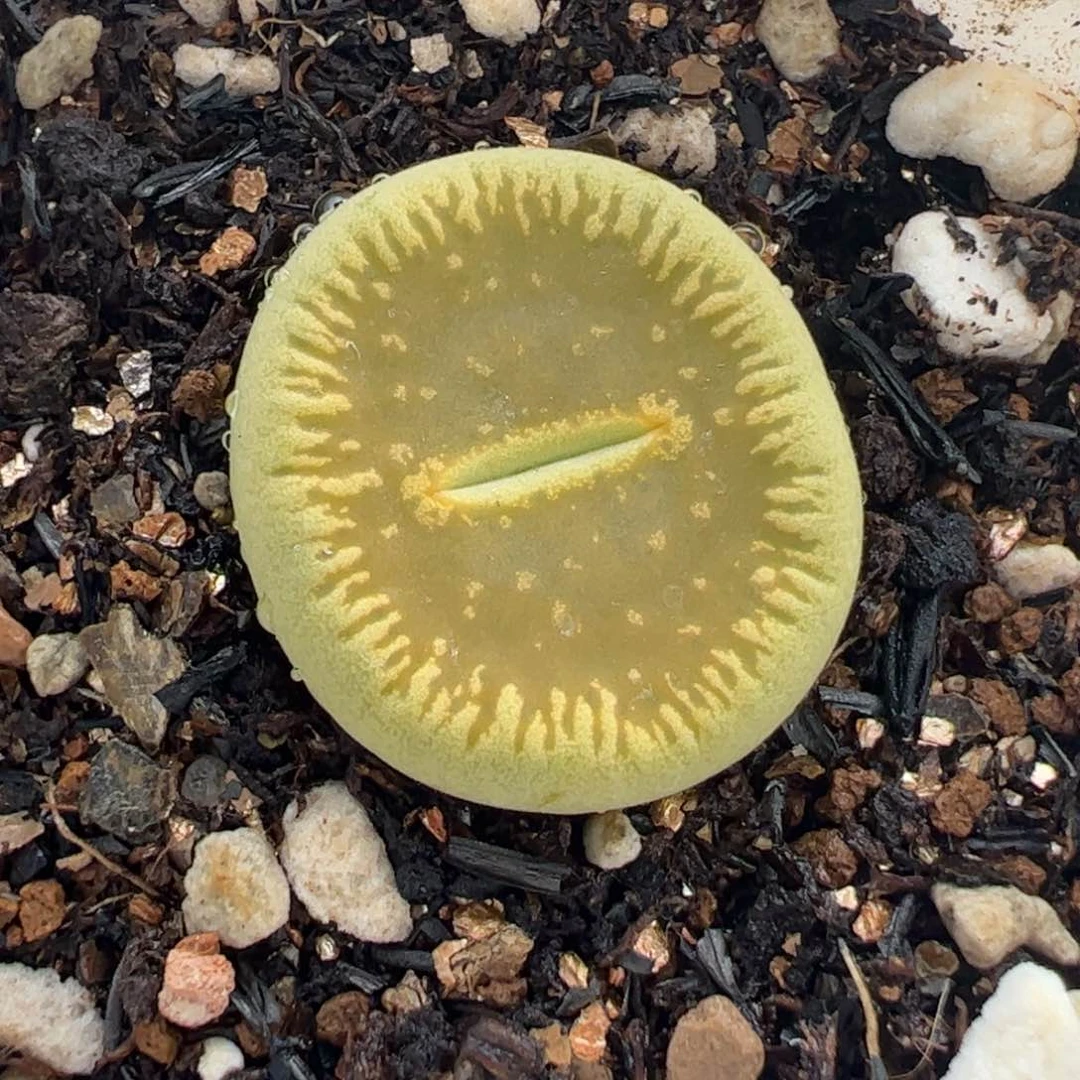 852多肉植物百科