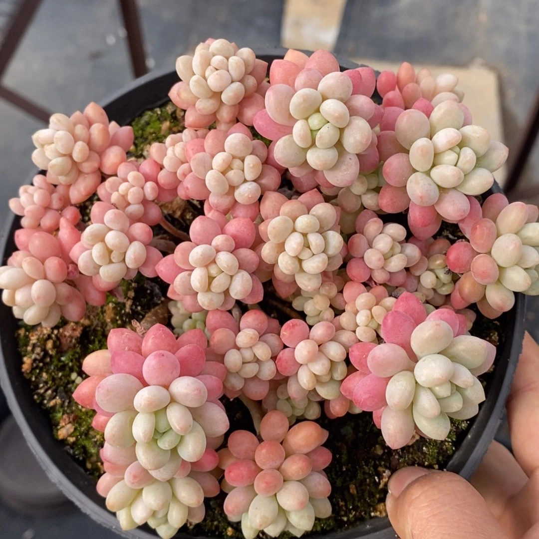 鱼子酱老桩一物一拍