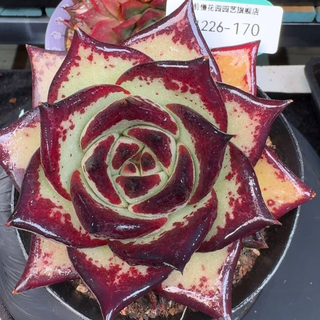 从前慢多肉精选编号1226.170