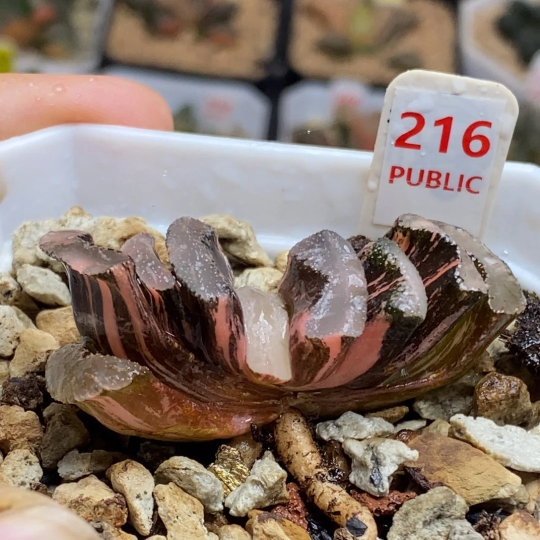 216号浮藻玉扇锦多肉植物