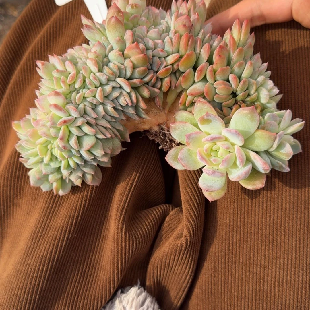 一物一拍冰魄胸花树缀19