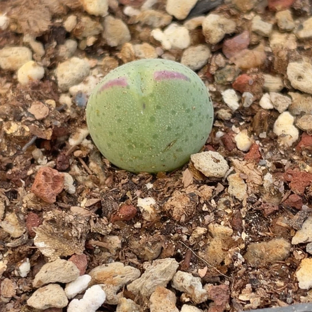 4-120白花比卡丘肉锥