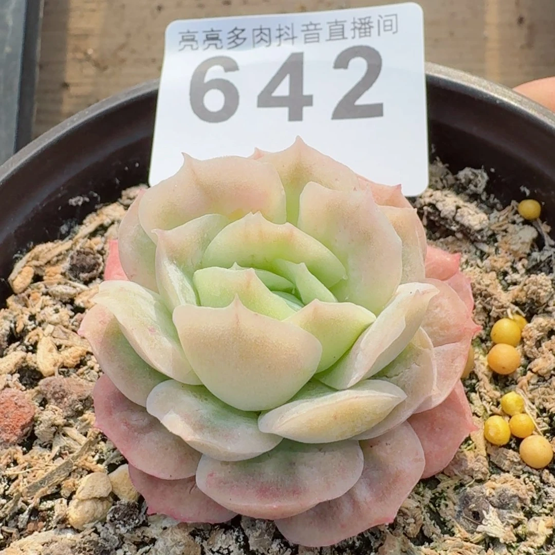 泡泡纱裙         精品多肉