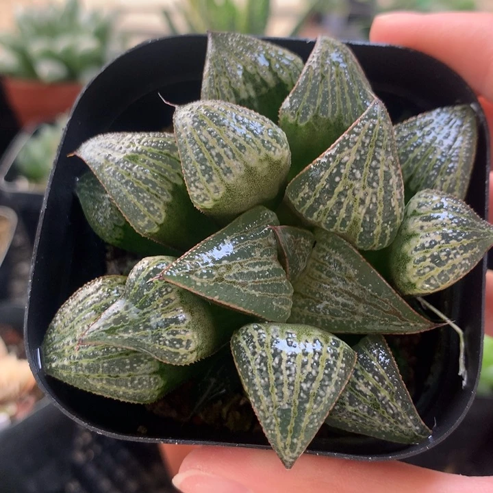 青蟹花园一物一拍