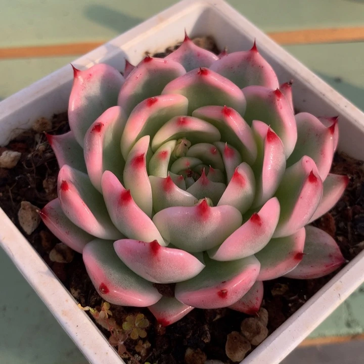 吉娃娃锦，一物一拍