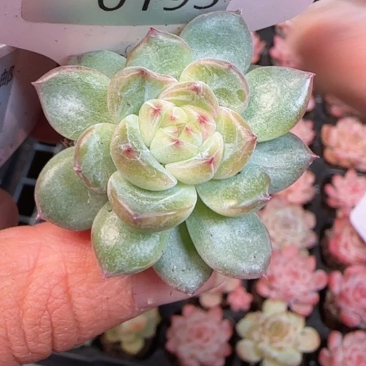 193海洋之心珍妮