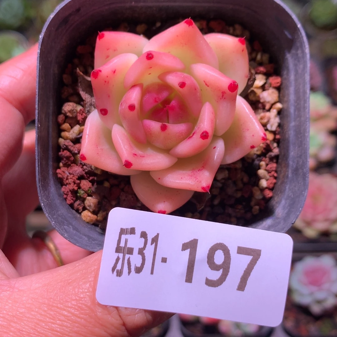 乐然31-197 蓝龙单头