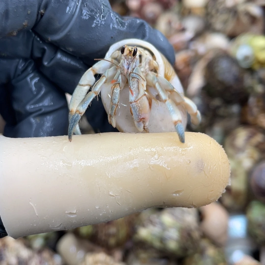 不退不换活体宠物63