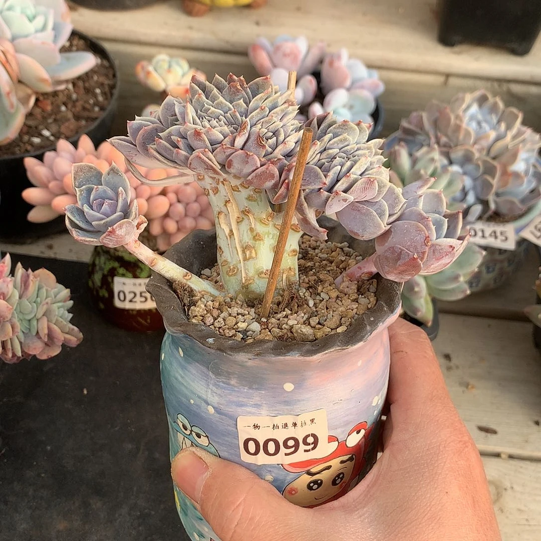 0099汉堡缀化多肉13厘米