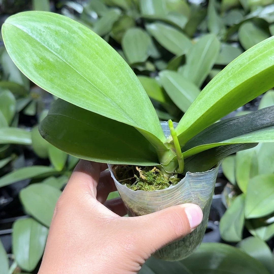 无花朵2.8寸带梗白玉