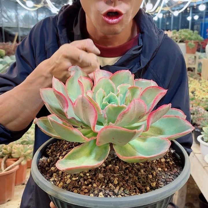 芬克老桩多肉植物